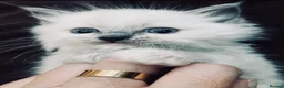 Ragdoll cats for sale: Beautiful pedigree ragdoll kittens  in Petersfield - Advert 9