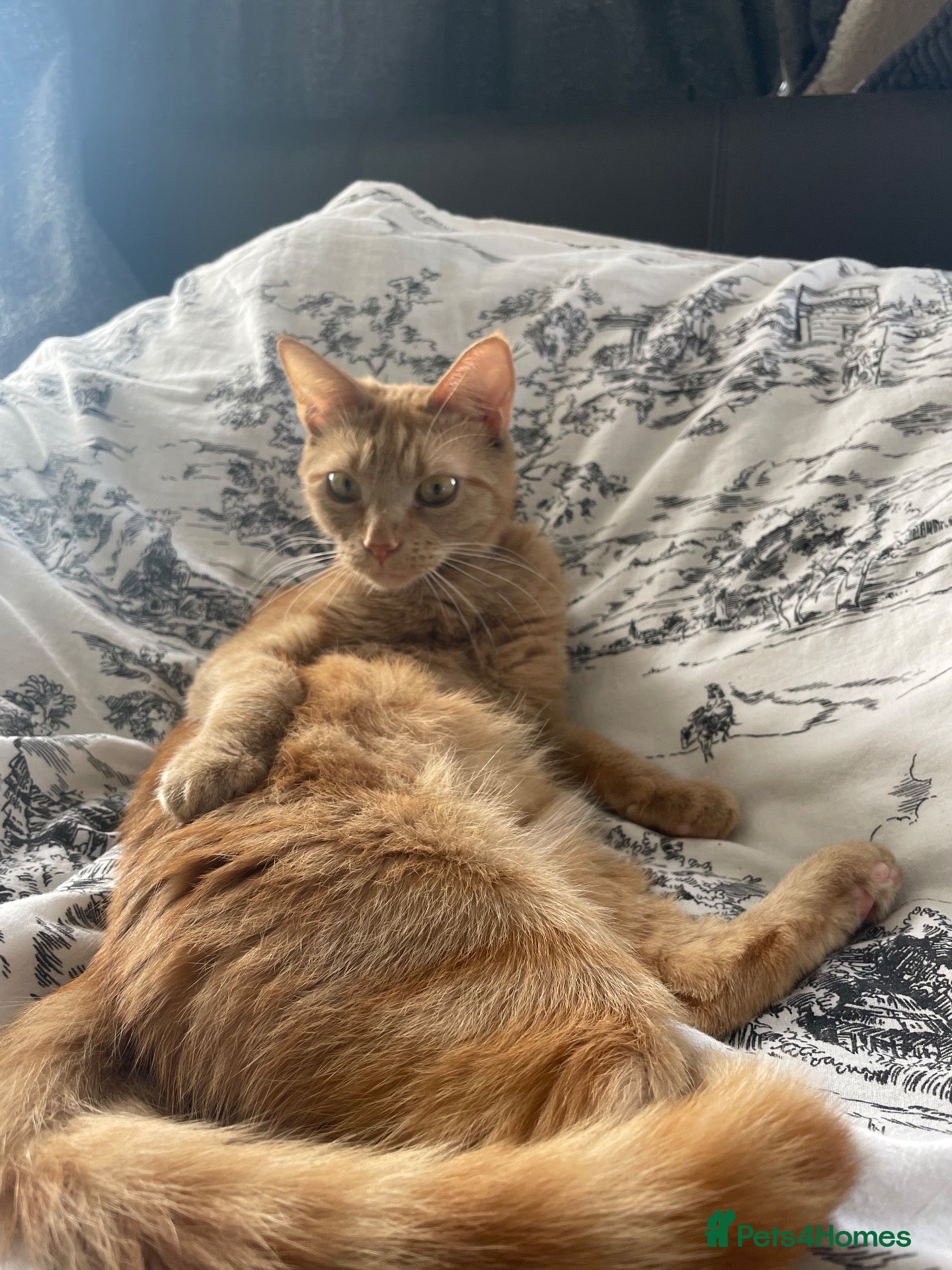 Domestic Shorthair cats Nala for rehoming - Advert 2