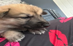 Shepsky dogs for sale: German shepherd x husky 3 weeks old  - Image 14
