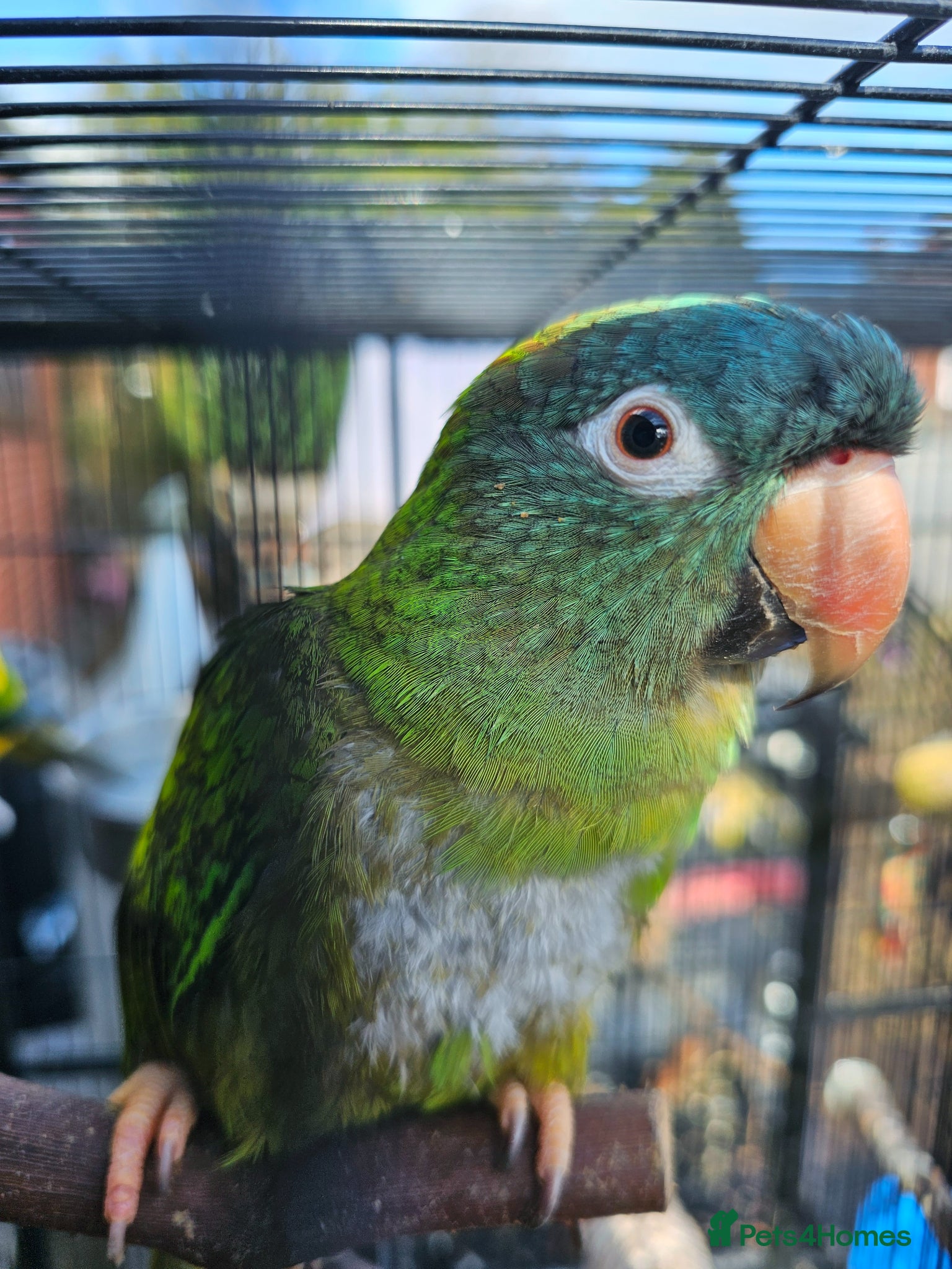 Conures birds for sale: Blue crown, sun conure, green cheeks  - Advert 1