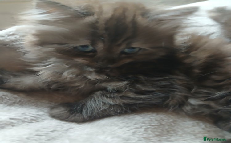 Mixed Breed cats - Advert 6