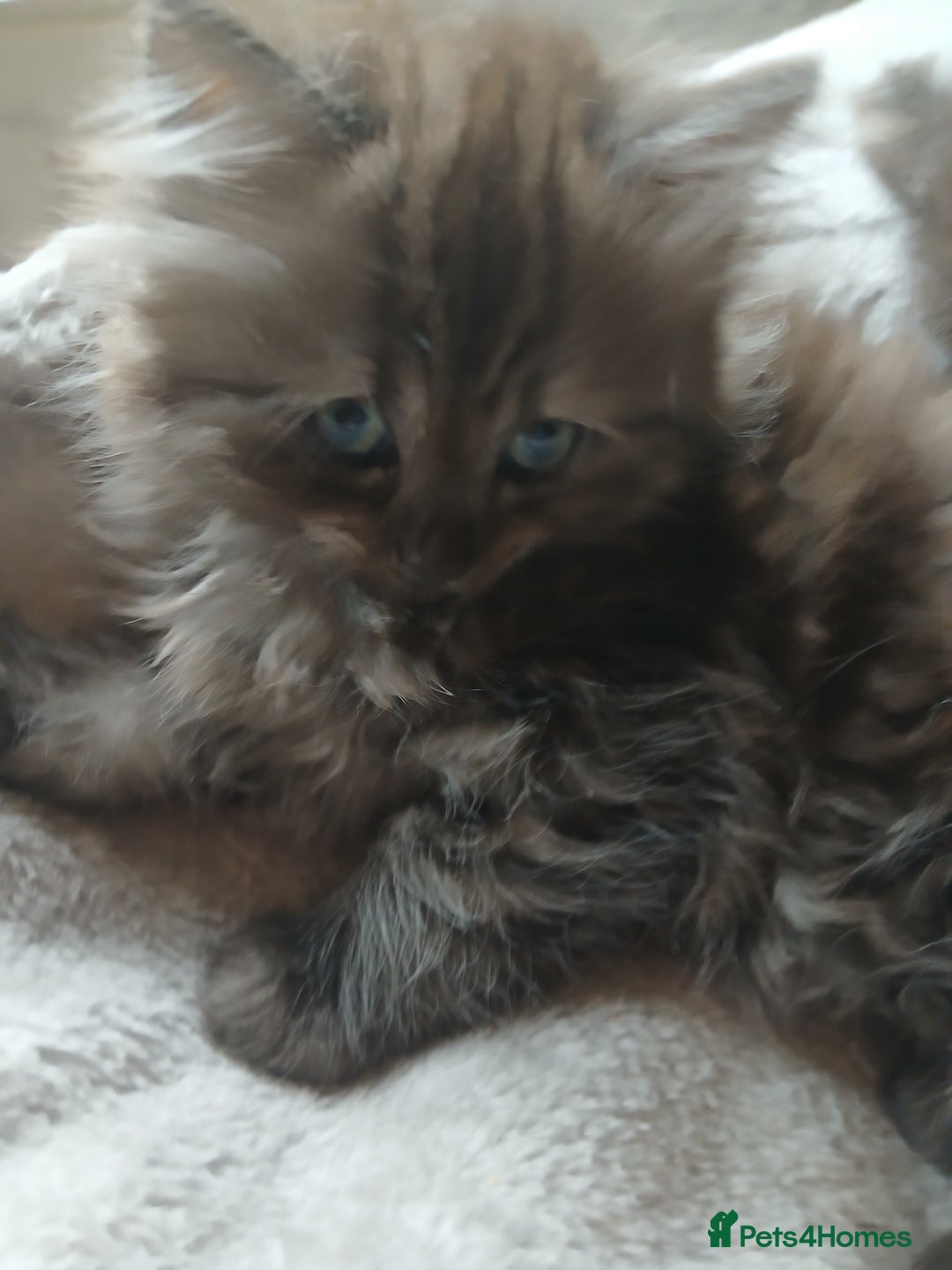 Mixed Breed cats for sale: British long hair cross Ragdoll  - Image 1