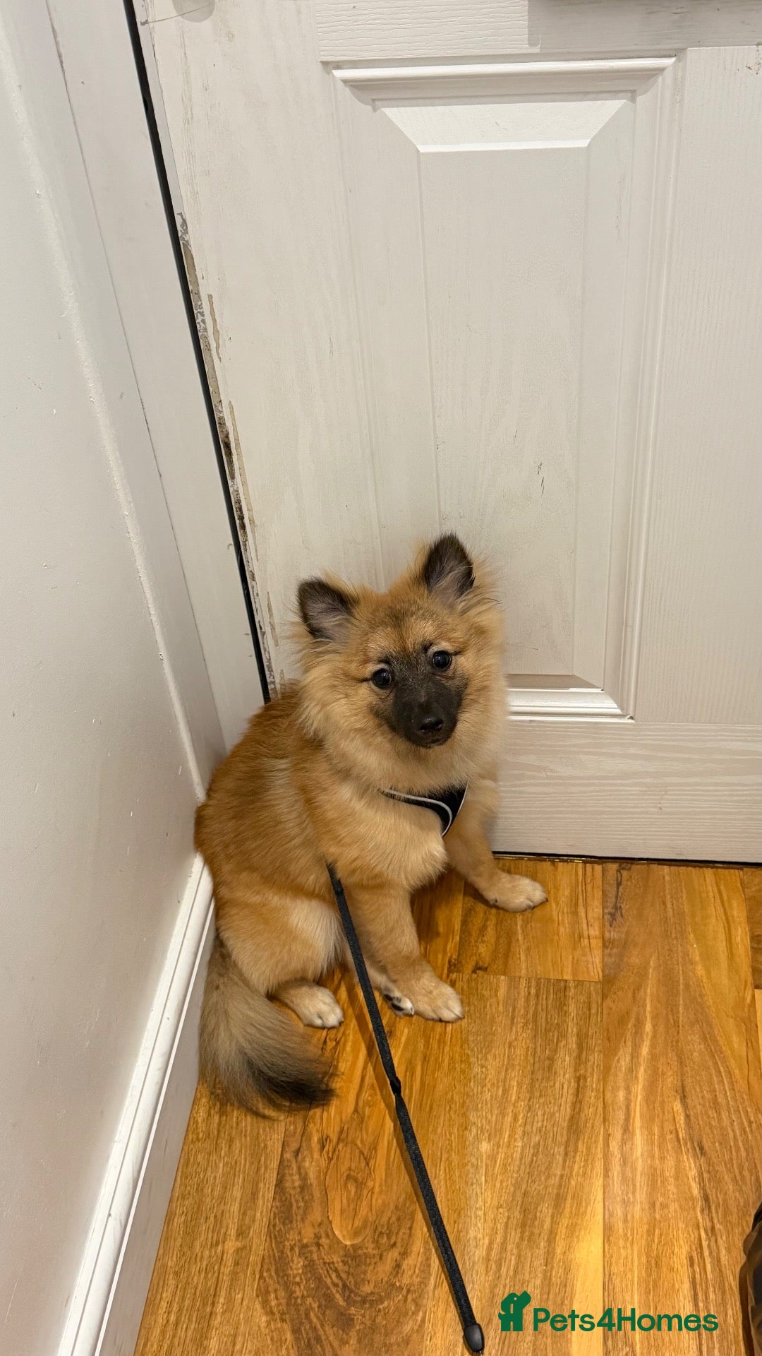 Pomeranian dogs 8month Pomeranian  - Advert 7