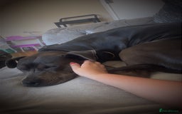 Mixed Breed dogs for sale: Cane Corso Cross Staffy - Image 2