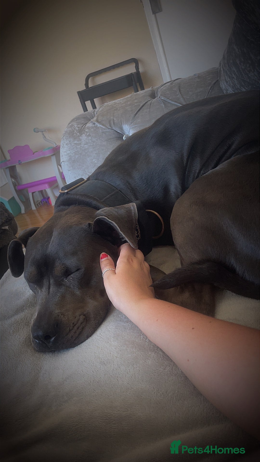Mixed Breed dogs for sale: Cane Corso Cross Staffy - Image 2