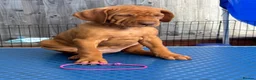 Hungarian Vizsla dogs for sale: Pedigree Hungarian Wirehaired Vizsla puppies - Advert 15