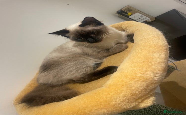 Balinese cats - Advert 1