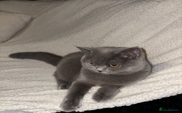 British Shorthair cats for sale: Short British hair kittens cross Scottish fold. - Image 2