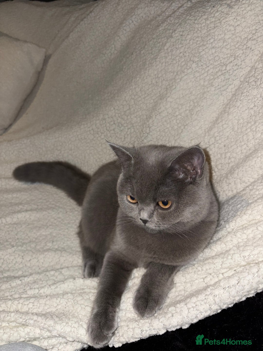 British Shorthair cats for sale: Short British hair kittens cross Scottish fold. - Image 2
