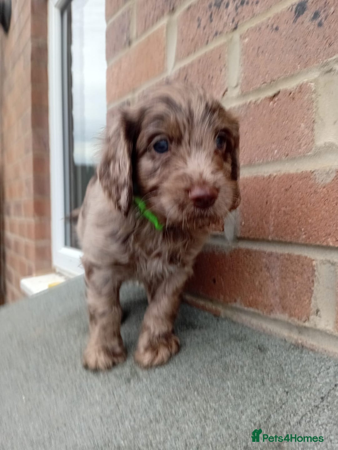Cockapoo dogs for sale: Ready now stunning cockapoo girls - Advert 15