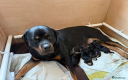 Rottweiler dogs for sale: Rottweiler puppies for 5* homes - Advert 14