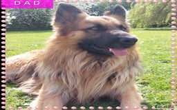 German Shepherd dogs for sale: 6 baby bears - Image 18