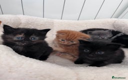 Domestic Shorthair cats for sale: kittens - Image 4