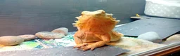 Bearded Dragon reptiles for sale: Beautiful  bearded dragon - Advert 2