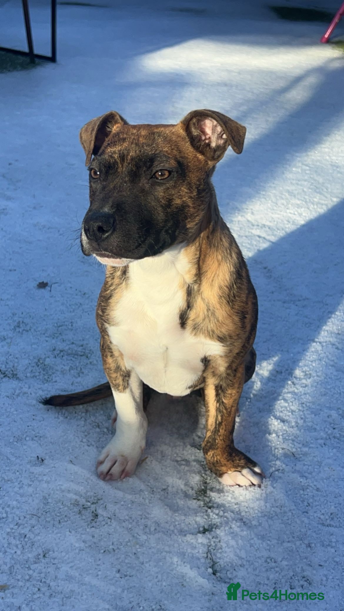 Staffordshire Bull Terrier dogs 6 month old light brindle staffy - Advert 3
