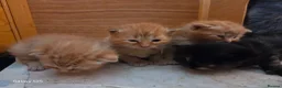 Mixed Breed cats for sale: 3 ginger kittens - Advert 7
