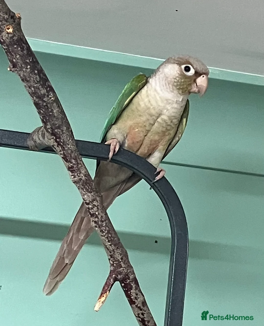 Conures birds for sale: conure for sale - Advert 1