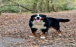 Bernese Mountain Dog dogs for stud: Bernese mountain dog (STUD) in Goole - Image 7