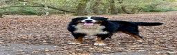 Bernese Mountain Dog dogs for stud: Bernese mountain dog (STUD) in Goole - Advert 7