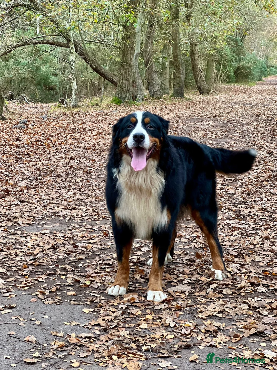 Bernese Mountain Dog dogs for stud: Bernese mountain dog (STUD) in Goole - Advert 7
