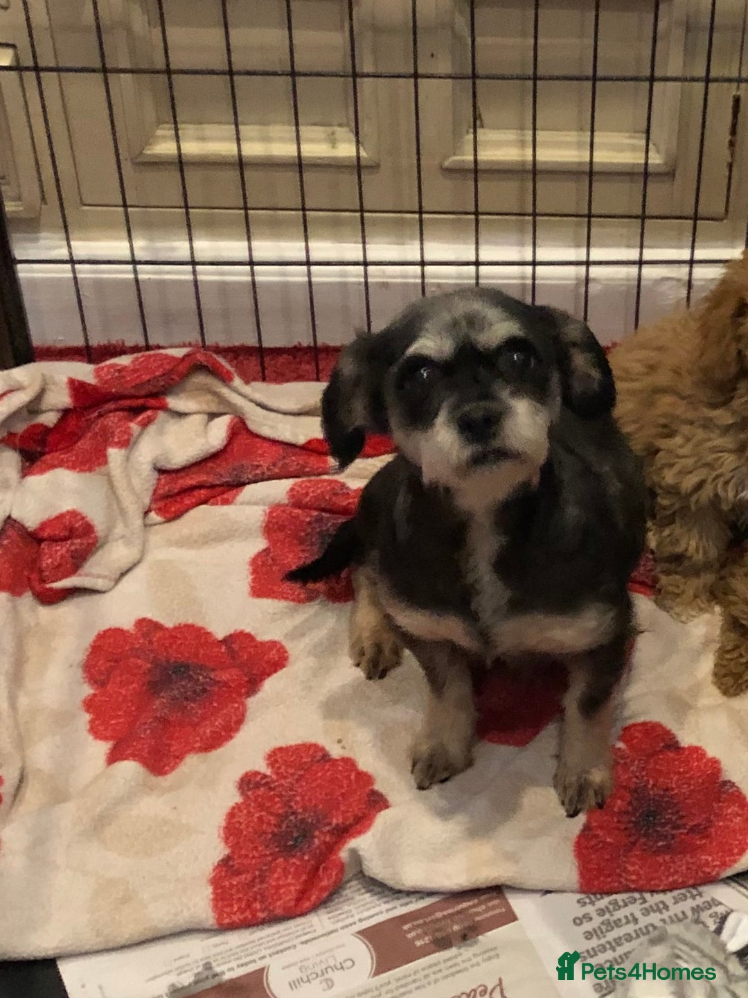 Mixed Breed dogs for sale: shihtzu cross puppies for sale - Advert 10