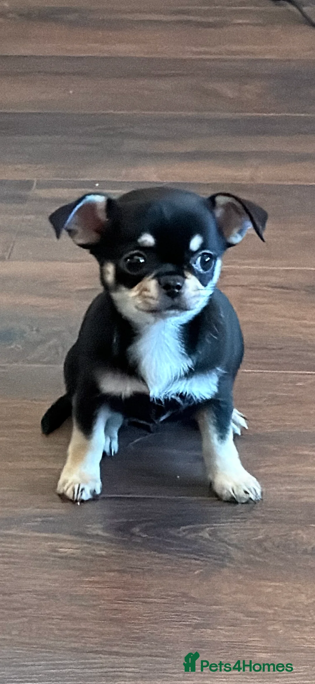 Chihuahua dogs for sale: Beautiful female tri coloured chihuahua  - Advert 6