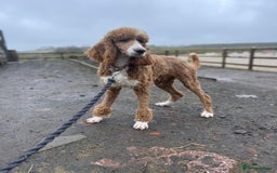 Goldendoodle dogs for sale: Adorable golden doodles - Image 12