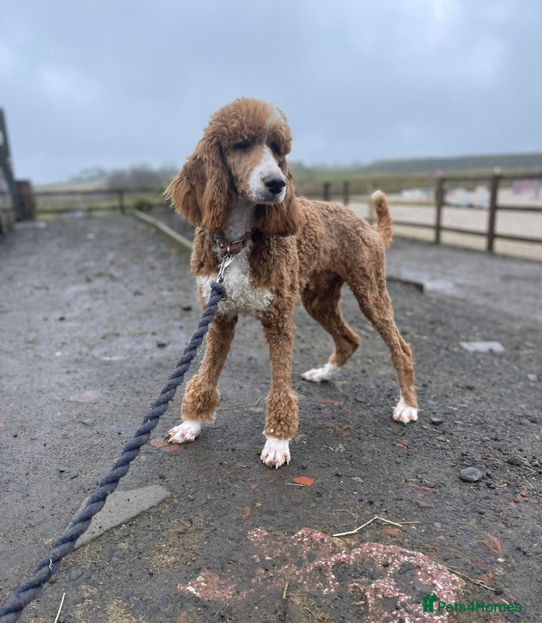 Goldendoodle dogs for sale: Adorable golden doodles - Image 12