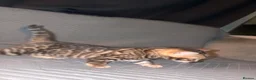 Bengal cats for sale: Outstanding pedigree bengals!  - Advert 8