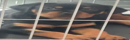 Rottweiler dogs for sale: Rottweiler puppies for sale in Oldbury - Advert 6