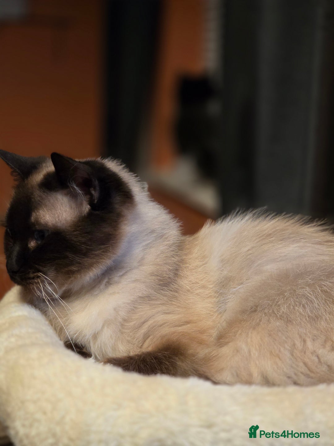 Persian cats for sale: Persian  - Image 25