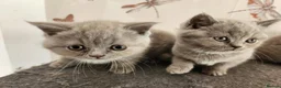 British Shorthair cats for sale: British shorthair kittens ready to leave now  - Advert 12