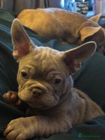 French Bulldog dogs - Advert 4