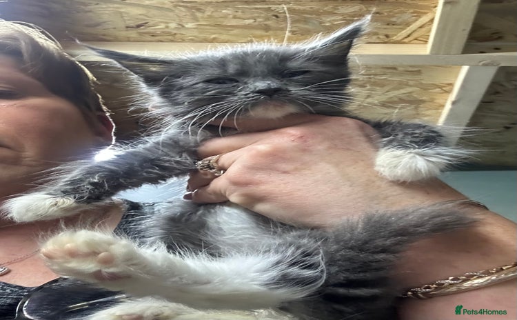 Maine Coon cats - Advert 10