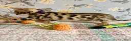 Bengal cats for sale: *READY NOW* Bengal Kittens - Advert 13