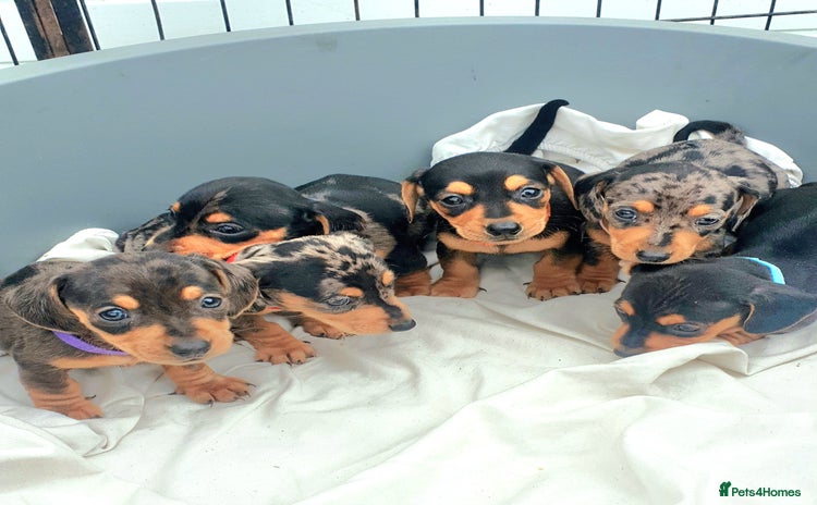 Dachshund dogs - Advert 16