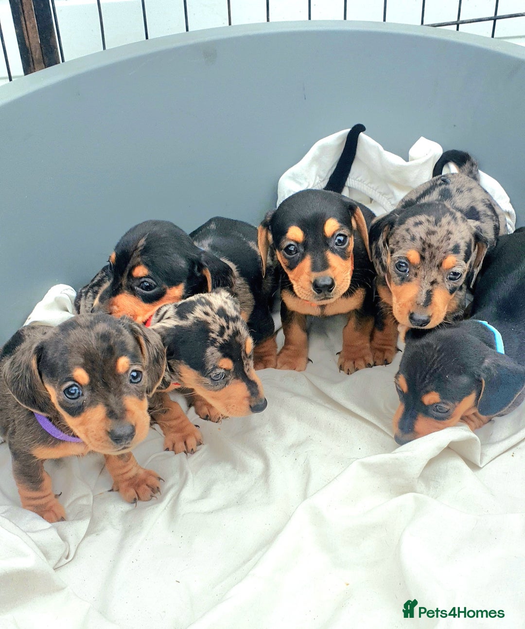 Dachshund dogs for sale: Xxx Beautiful dachshund puppies Xxx - Image 1