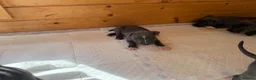 Staffordshire Bull Terrier dogs for sale: Blue staffordshire bull terrier puppies - Advert 14