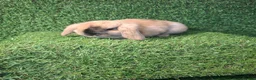 Mini Lop rabbits for sale: MINI LOPS - Advert 2