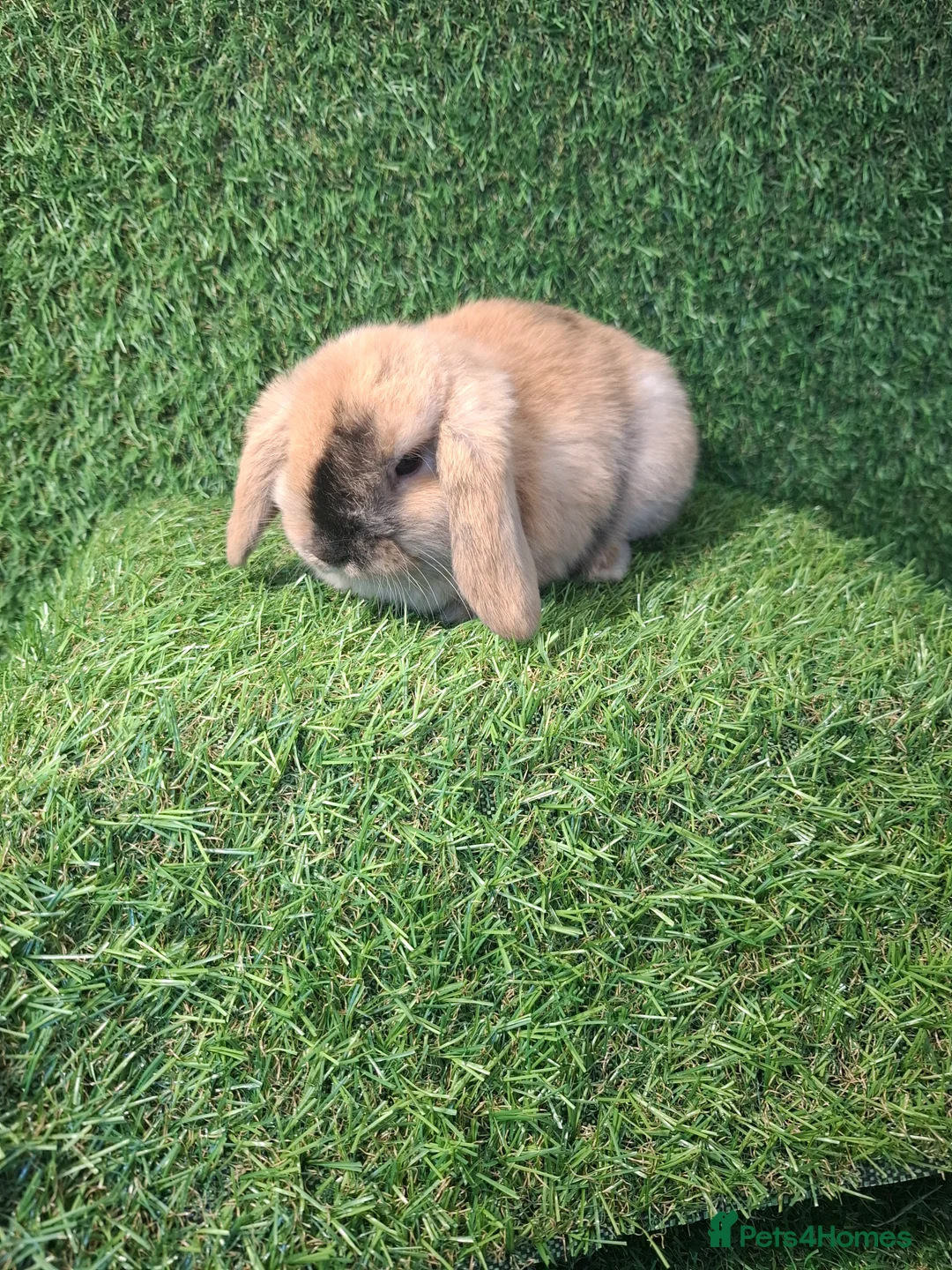 Mini Lop rabbits for sale: MINI LOPS - Advert 2