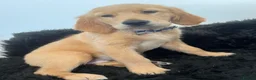 Golden Retriever dogs for sale: Stunning KC Golden Retriever pups - Advert 21