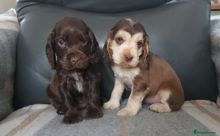 Cocker Spaniel dogs - Advert 6