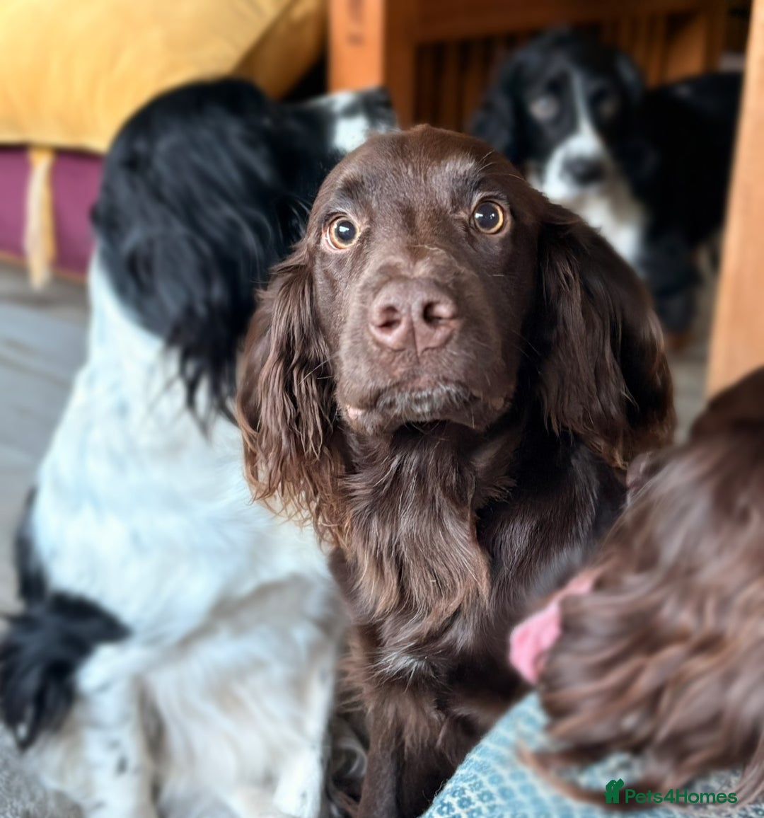 Sprocker dogs for sale: Sprocker Puppies for Sale, Mother Pure Bred Cocker - Advert 19