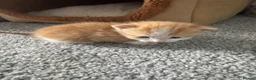Mixed Breed cats for sale: Kittens - Advert 13