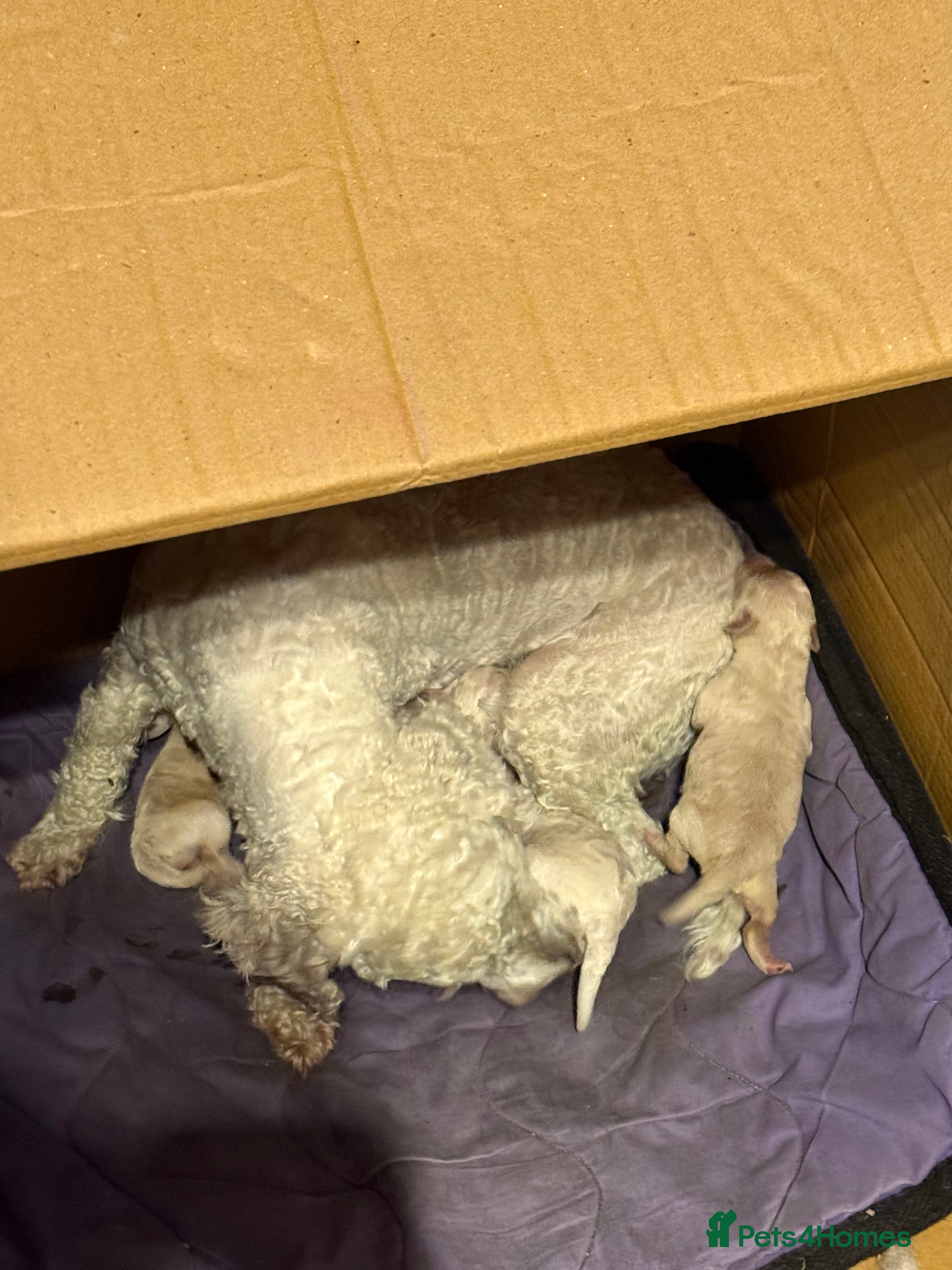 Poochon dogs POOPOOCHONS!  - Advert 1