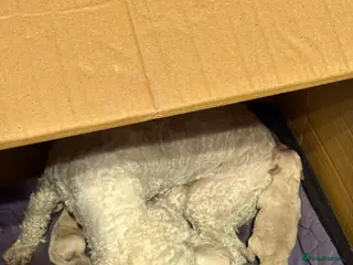 Poochon dogs POOPOOCHONS! - Advert 1