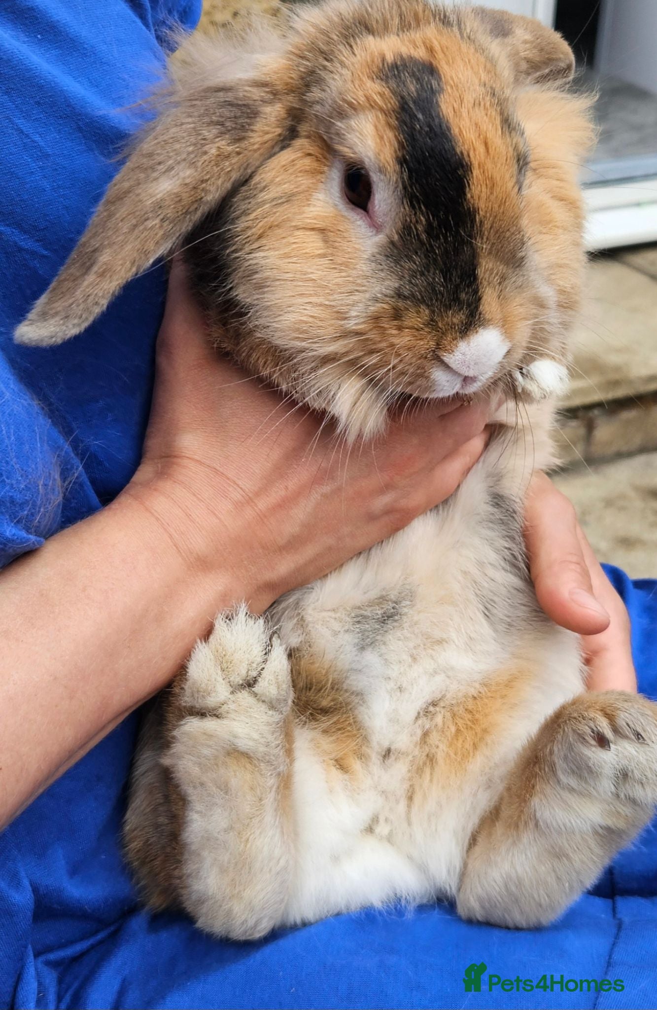 Mixed Breed rabbits Bunny's  - Advert 2