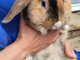 Mixed Breed rabbits Bunny's - Advert 2