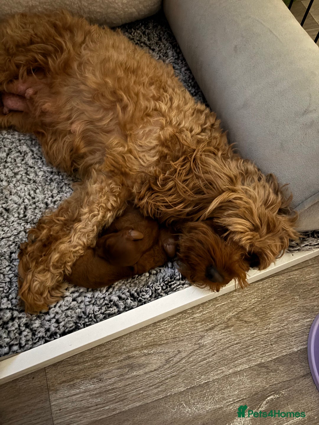 Cavapoo dogs for sale: Cavapoo - Advert 2