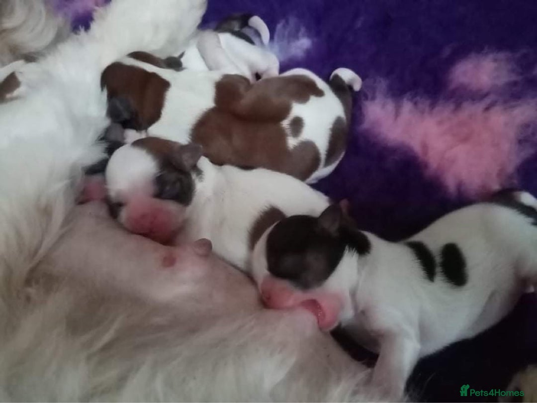 Shih Tzu dogs for stud: KC registered , beautiful stud dog in Cullompton - Advert 19